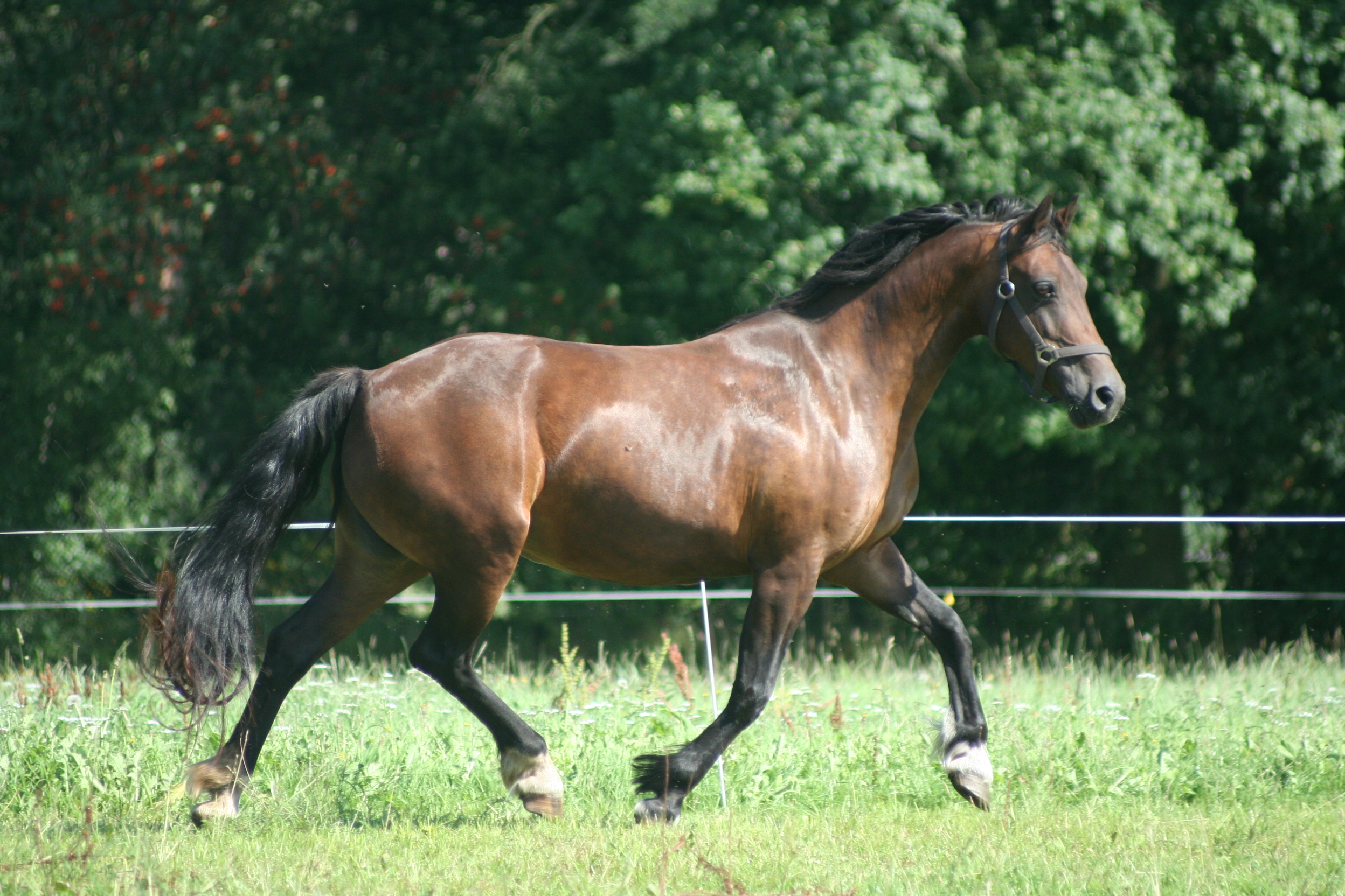 2-welsh cob cascob nia 08-2006